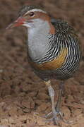 Buff-banded Rail