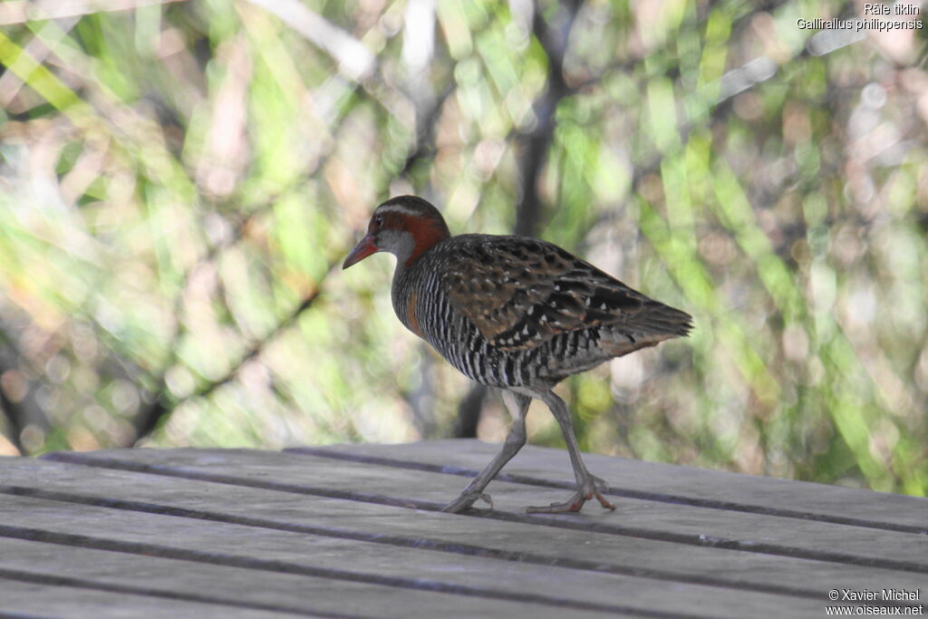 Râle tiklin, identification