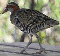 Buff-banded Rail