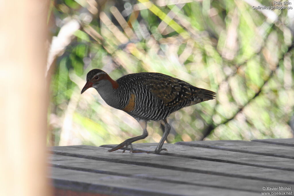 Râle tiklin, identification