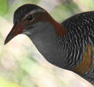 Buff-banded Rail