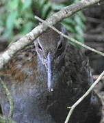 Weka