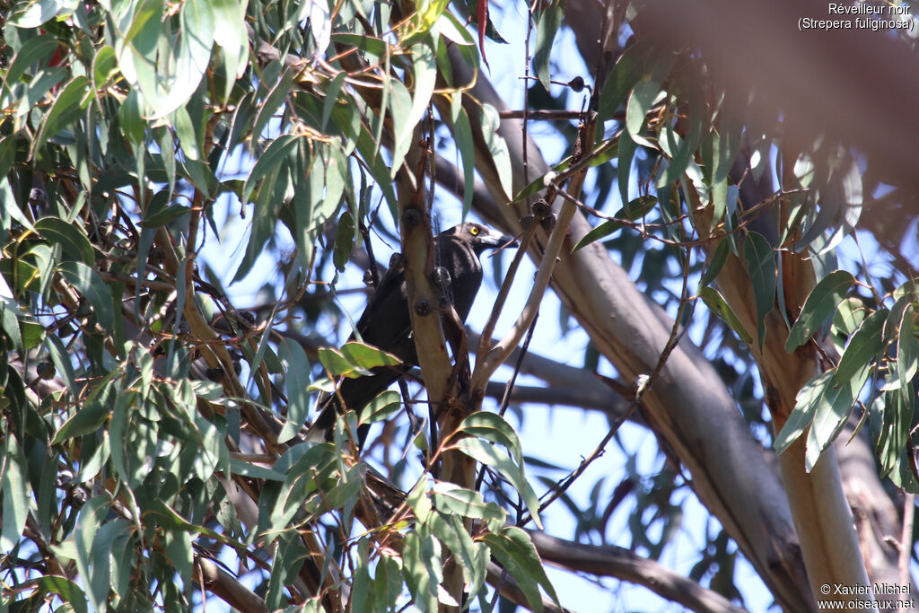 Black Currawongadult