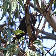 Black Currawong