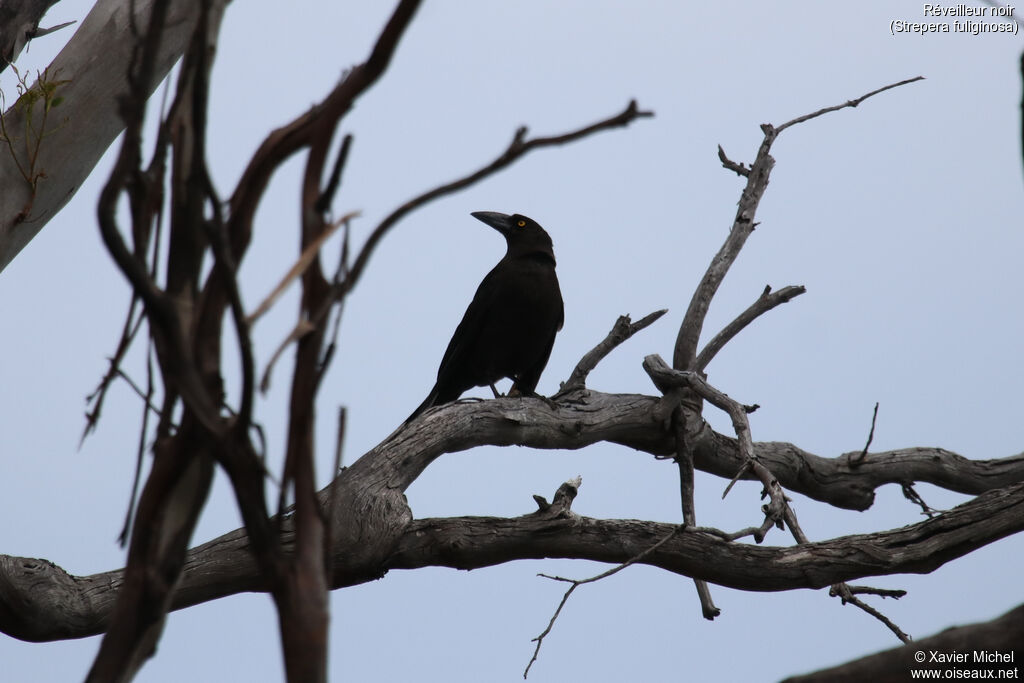 Black Currawongadult