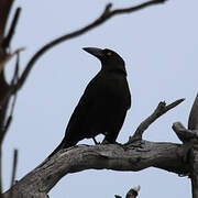 Black Currawong