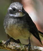 Grey Fantail