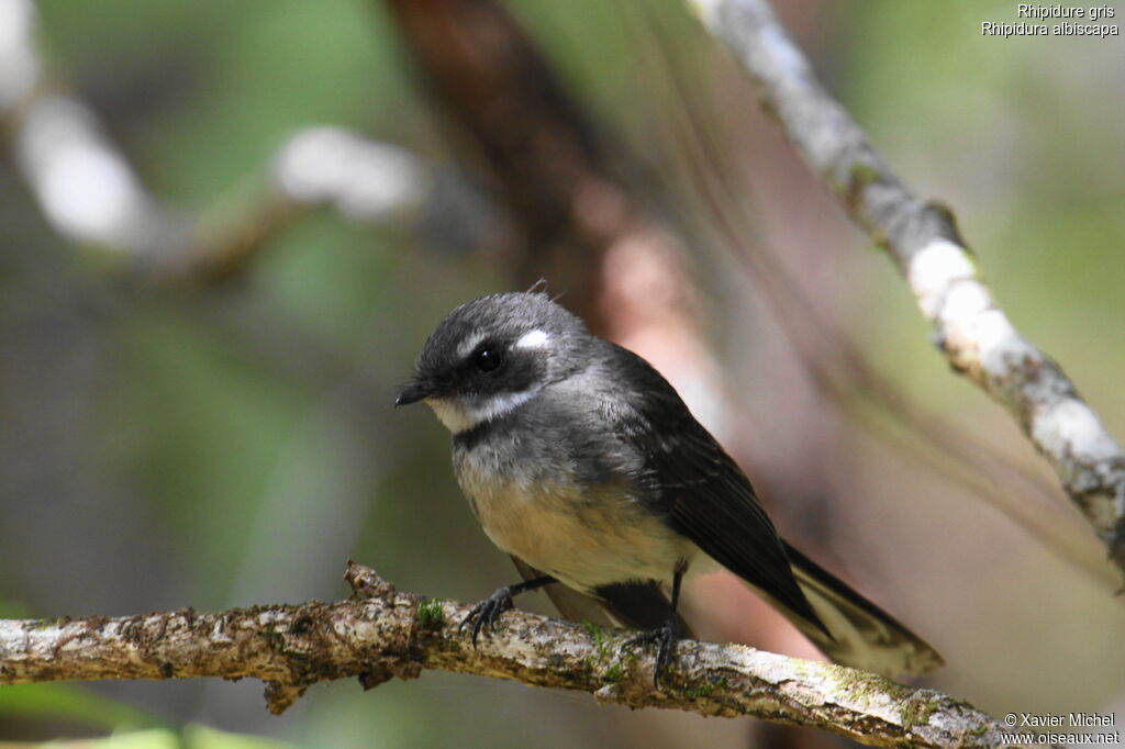 Grey Fantail, identification