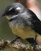 Grey Fantail