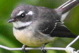 Grey Fantail