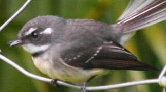 Grey Fantail