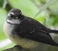 Grey Fantail