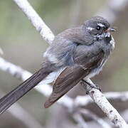 Grey Fantail