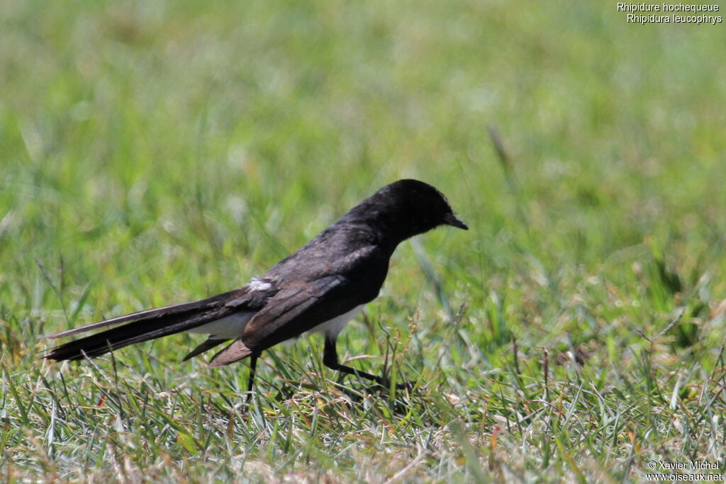 Willie Wagtail