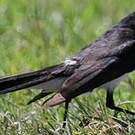 Rhipidure hochequeue