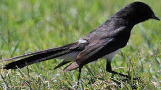 Willie Wagtail