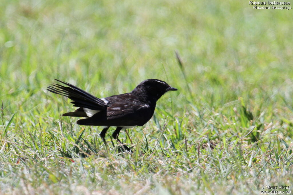 Willie Wagtail