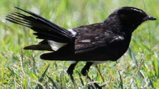 Willie Wagtail