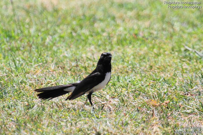 Willie Wagtail, identification
