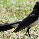 Rhipidure hochequeue