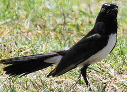 Willie Wagtail