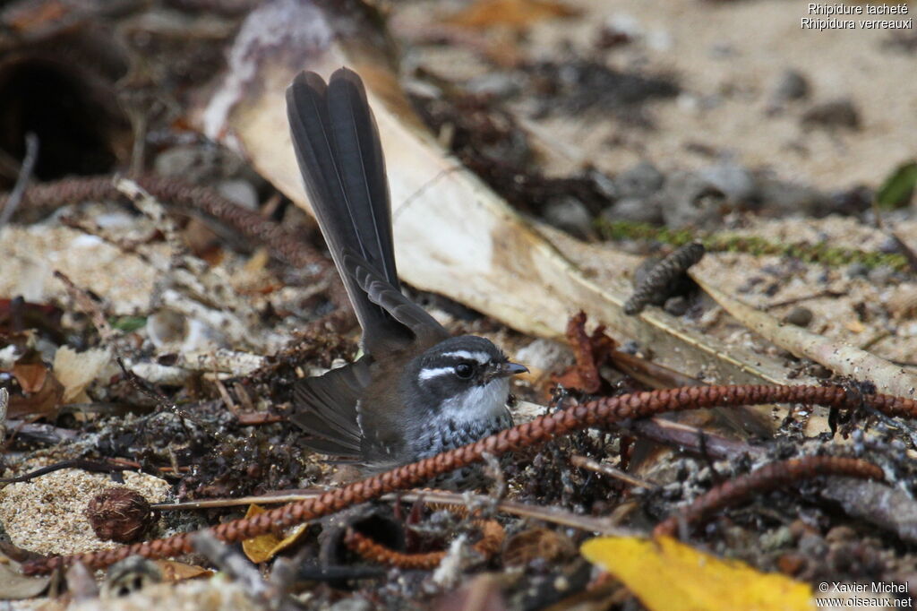 Streaked Fantail, identification