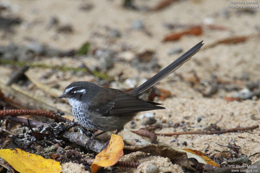 Streaked Fantail, identification