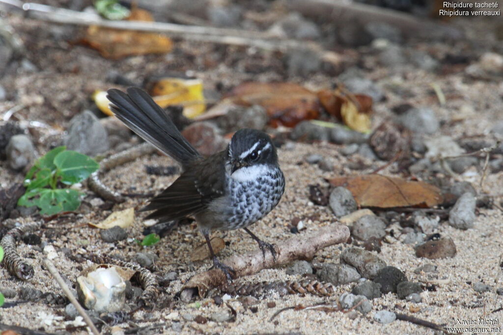 Streaked Fantail, identification