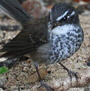 New Caledonian Streaked Fantail