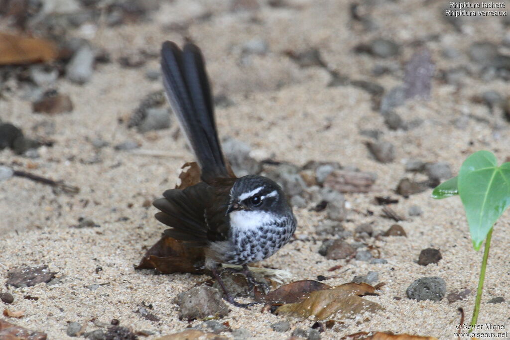 New Caledonian Streaked Fantail