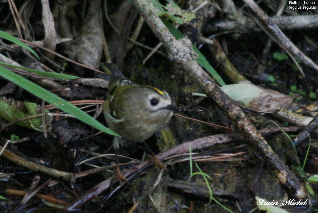 Goldcrest