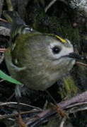 Goldcrest