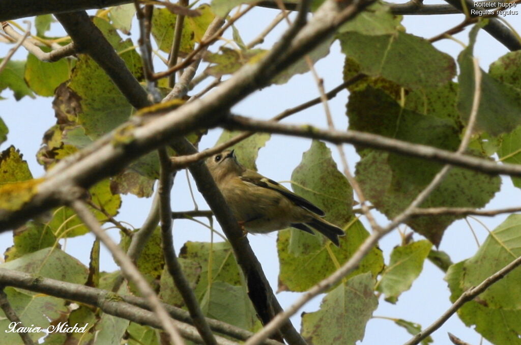 Goldcrest