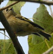 Goldcrest