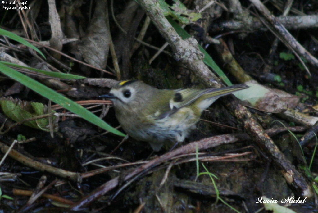 Goldcrest