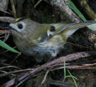 Goldcrest