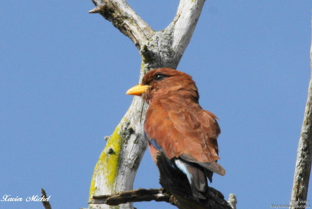 Broad-billed Roller