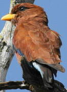 Broad-billed Roller