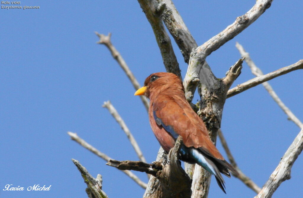 Broad-billed Roller