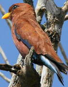 Broad-billed Roller