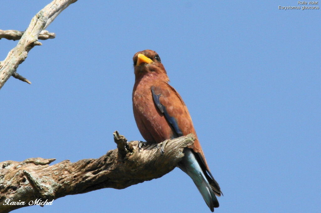 Broad-billed Roller