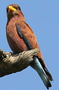 Broad-billed Roller