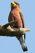 Broad-billed Roller