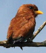 Broad-billed Roller