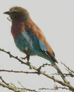 Purple Roller