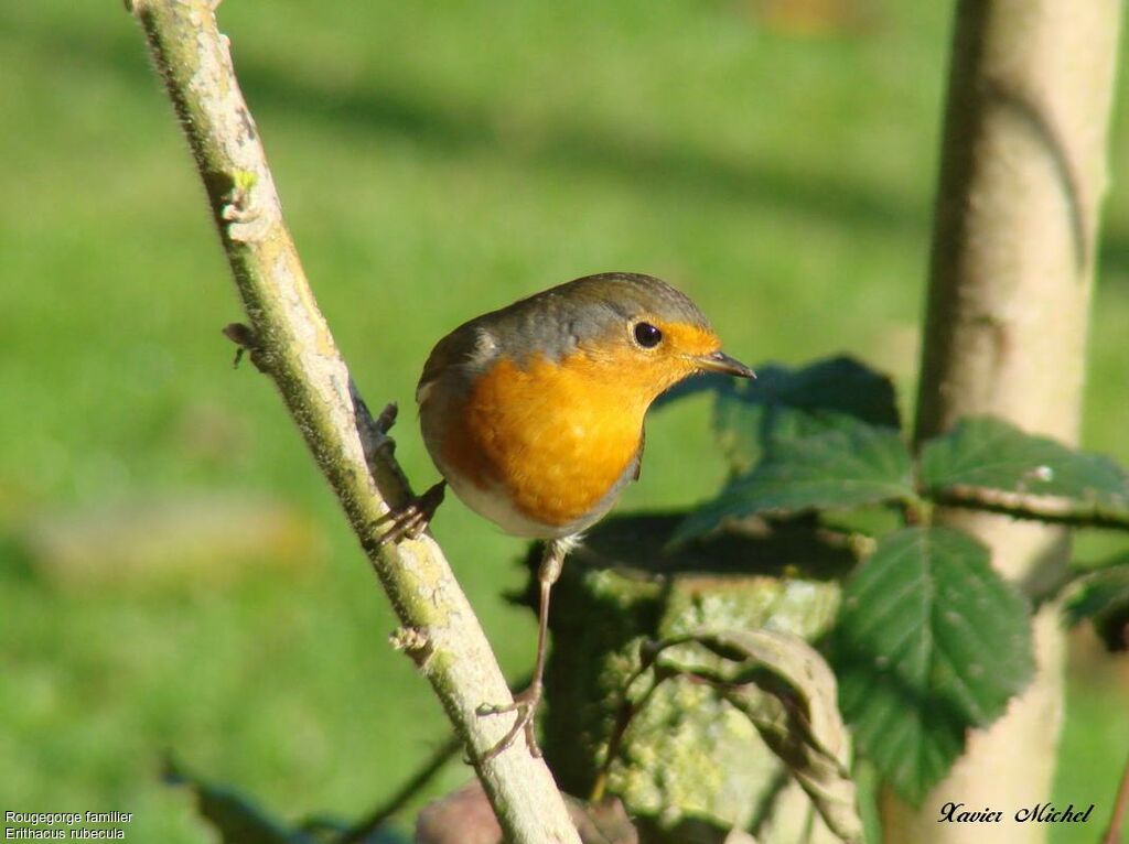 European Robin