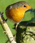 European Robin