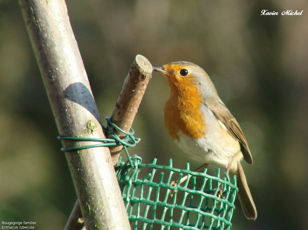 European Robin