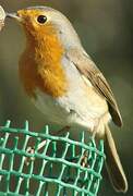 European Robin