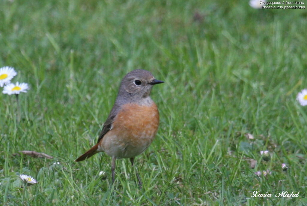 Common Redstart female